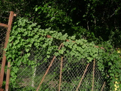 Passiflora morifolia