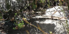Psammophis notostictus