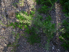 Exhalimolobos weddellii