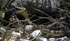 Psammophis notostictus