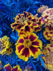 Tagetes