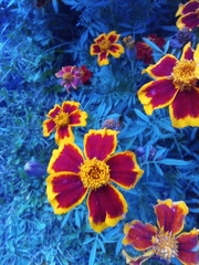Tagetes