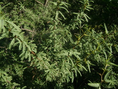 Prosopis torquata