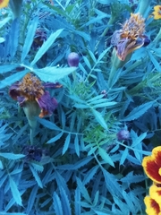 Tagetes