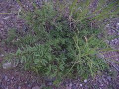 Prosopis torquata