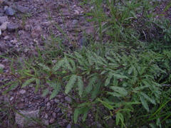 Prosopis torquata