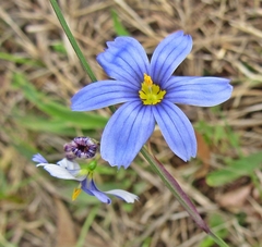 Sisyrinchium mucronatum