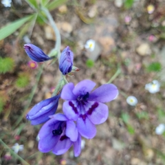 Babiana angustifolia