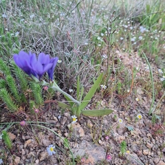 Babiana angustifolia