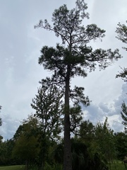 Pinus serotina image