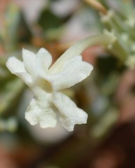Chascanum