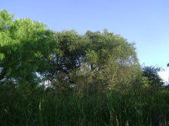 Aspidosperma quebracho-blanco