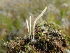 Clavaria acuta