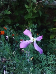 Matthiola longipetala