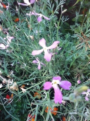 Matthiola longipetala