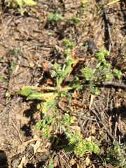 Chorizanthe procumbens