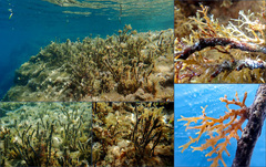 Ericaria crinita