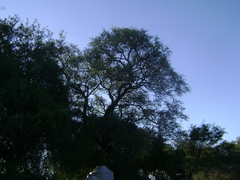 Geoffroea decorticans