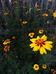 Tagetes lunulata