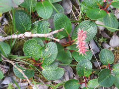 Salix reticulata