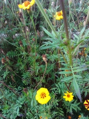 Tagetes lunulata