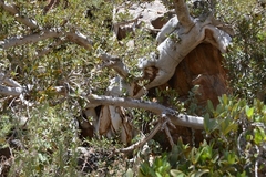 Ficus ilicina