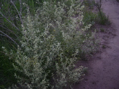 Alternanthera albida