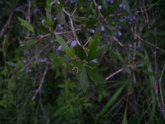Berberis ruscifolia