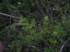 Pavonia revoluta