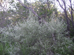 Buddleja mendozensis