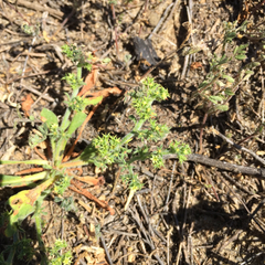 Chorizanthe procumbens