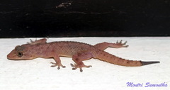 Hemidactylus murrayi