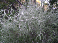Buddleja mendozensis