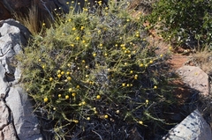 Pentzia peduncularis