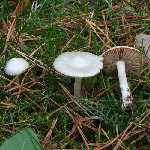 White Fibrecap