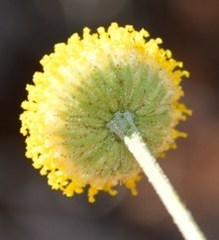 Pentzia peduncularis