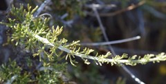 Pentzia peduncularis