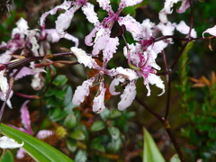 Cyrtochilum ramosissimum