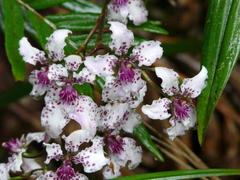 Cyrtochilum ramosissimum