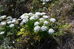 Kitagawia terebinthacea