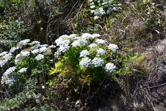 Kitagawia terebinthacea