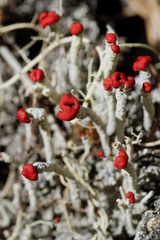 Cladonia transcendens