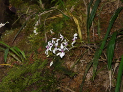 Cyrtochilum ramosissimum