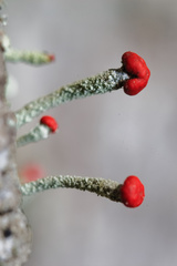 Cladonia transcendens