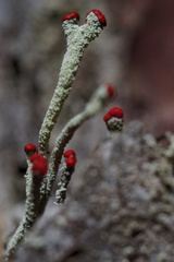 Cladonia transcendens