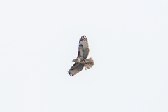 Buteo buteo insularum
