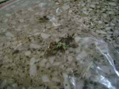 Pavonia revoluta