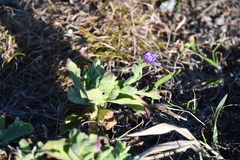 Aster spathulifolius
