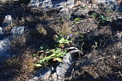 Aster spathulifolius
