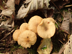 Naucoria escharioides